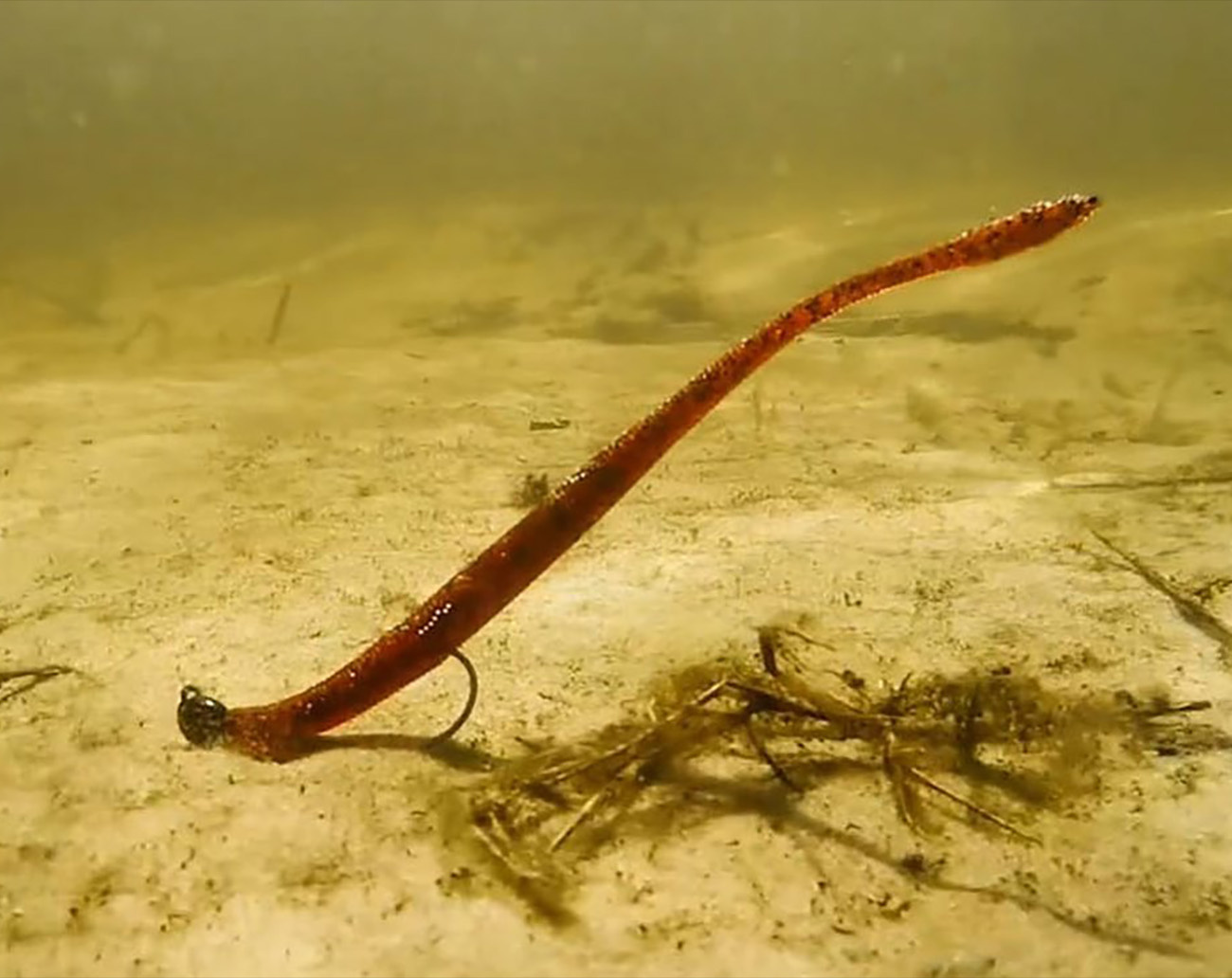 Z-Man SMG Shake my Head Jigheads